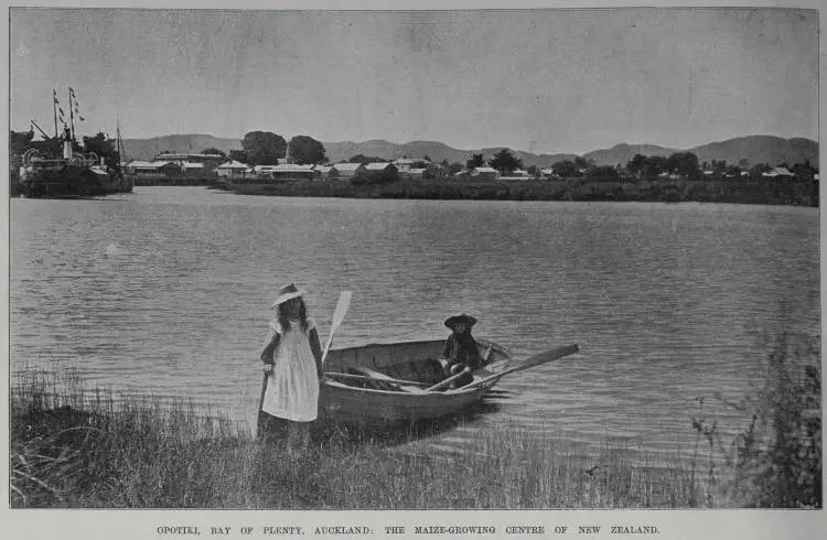 Opotiki, Bay of Plenty, the maize growing centre of New Zealand