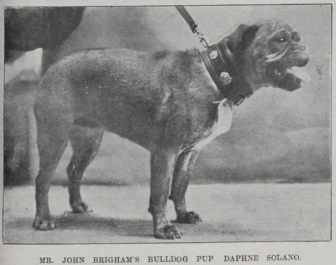 Mr John Brigham's Bulldog pup 'Daphne Solano'