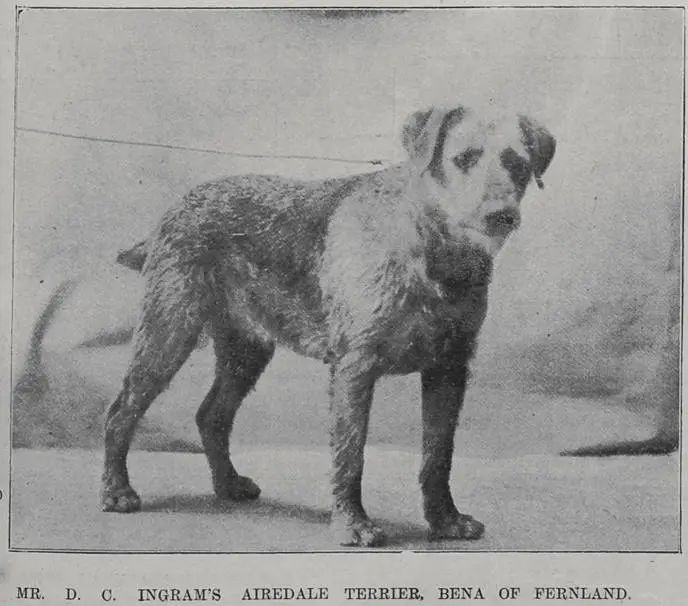 Mr D C Ingram's Airedale Terrier 'Bena of Frenland'