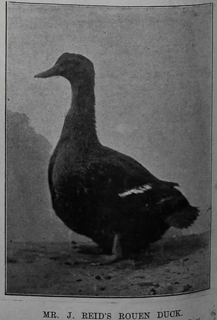 Mr J Reid's Rouen duck