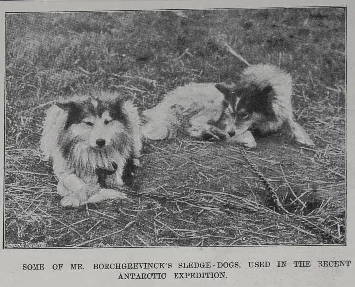 Some of Mr Borchgrevinck's sledge dogs used in the recent Antarctic expedition