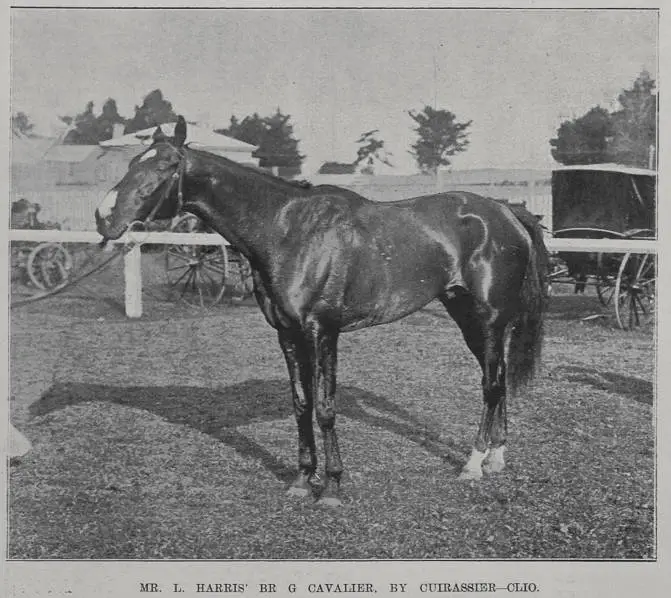 Mr L Harris' Cavalier, by Cuirassier-Clio