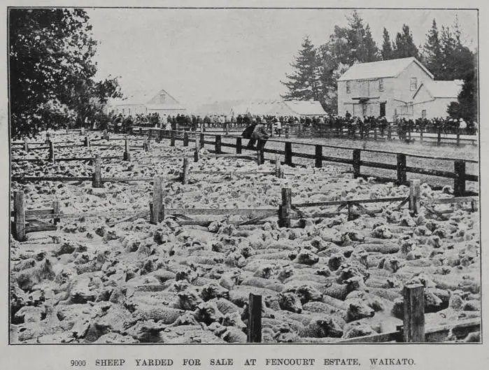 9000 sheep yarded for sale at Fencourt Estate, Waikato