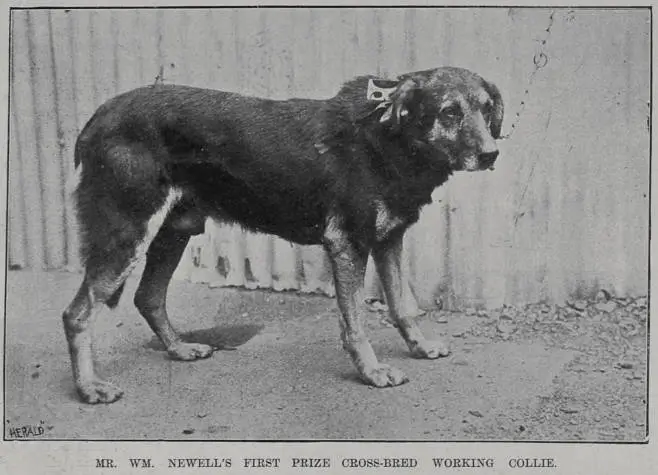 Mr Wm Newell's first prize cross-bred working collie