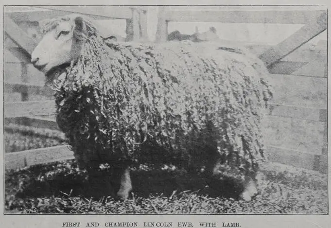 First and Champion Lincoln Ewe, with lamb?. Property of Mr. S. Ballard