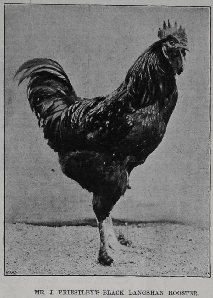 Mr J. Priestley's black langhorn rooster