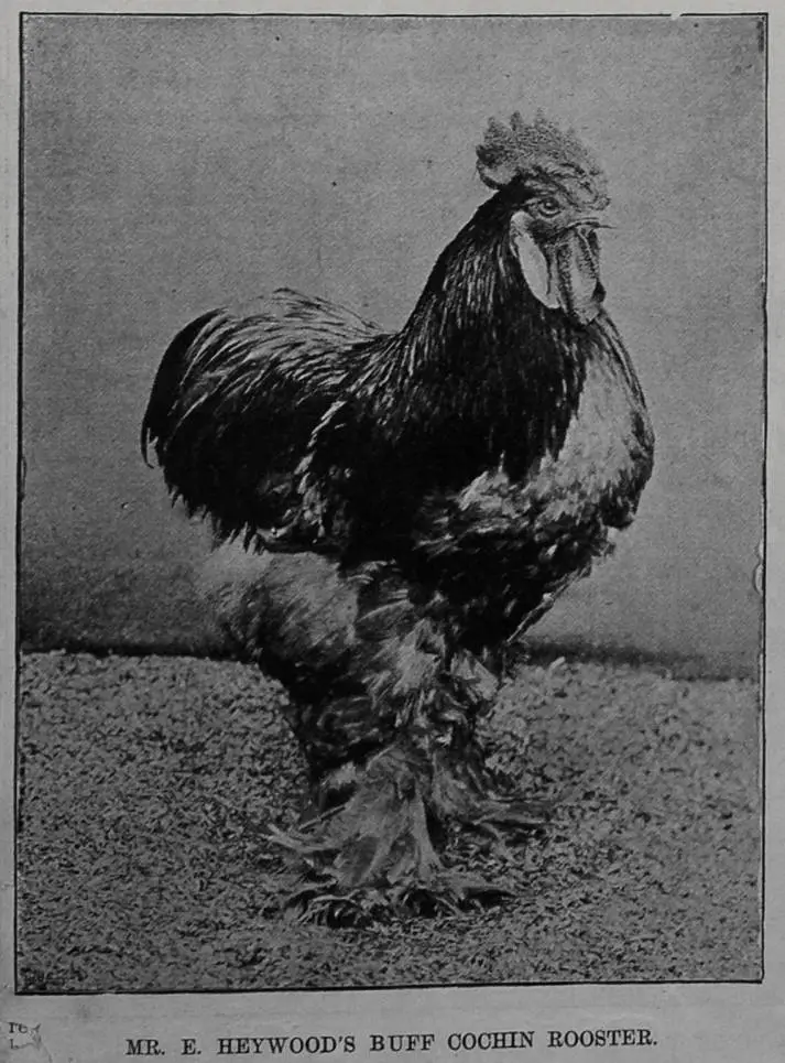 Mr E. Heywood's buff cochin rooster