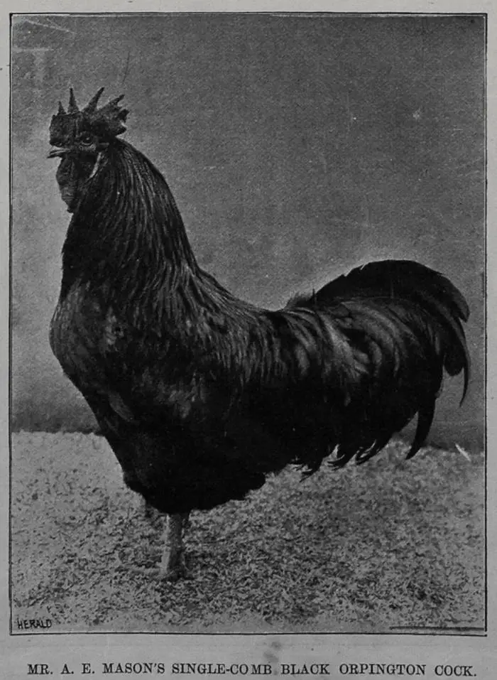 Mr A. Mason's single-comb black orpington cock