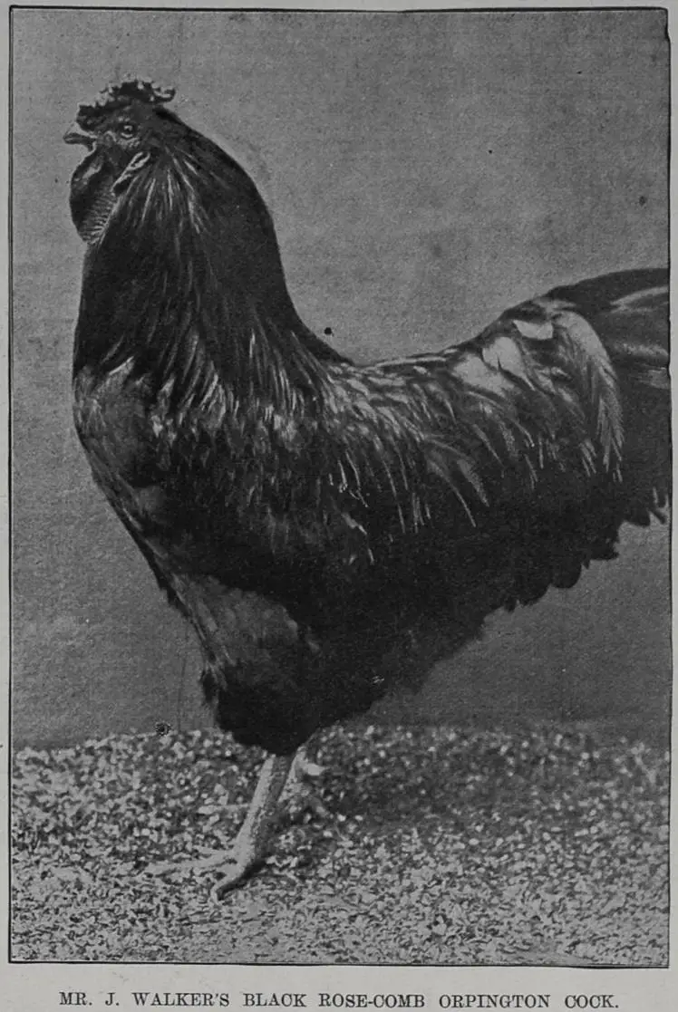Mr J. Walker's black rose-comb orpington cock