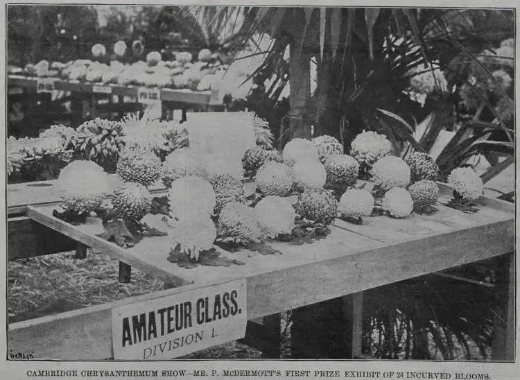 Cambridge Chrysanthemum Show - Mr. P. McDermott's First Prize Exhibit of 24 incurved blooms