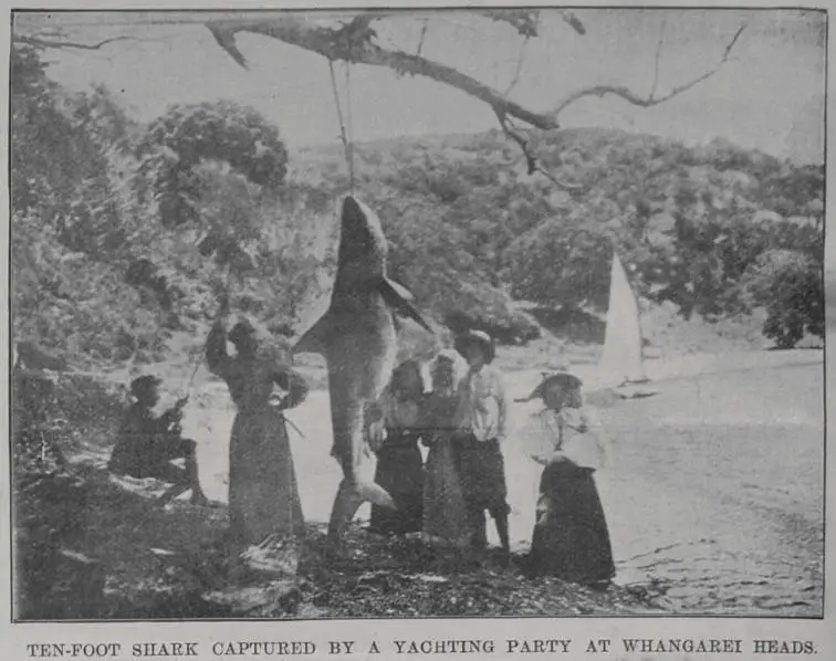 Ten-Foot shark captured by a yachting party at Whangarei Heads