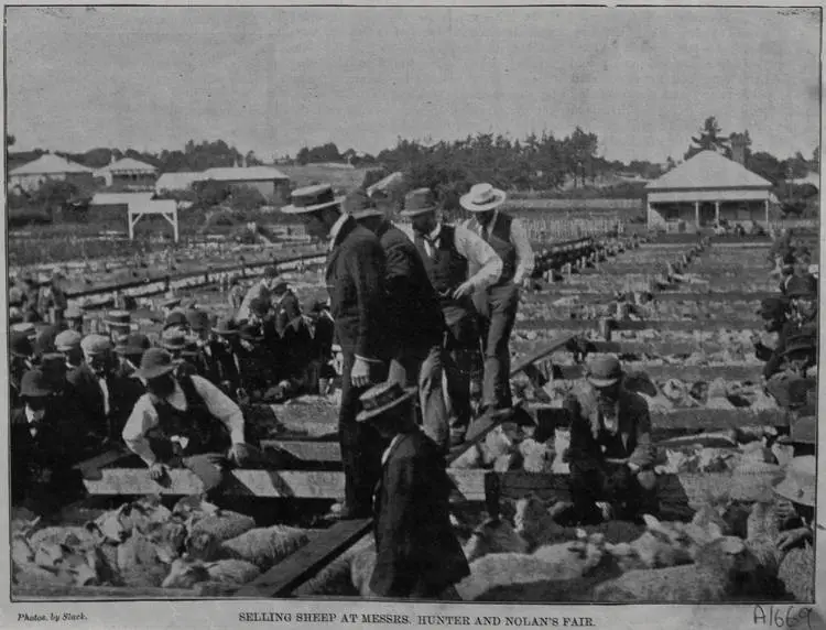 Selling sheep at Messrs Hunter and Nolan's fair