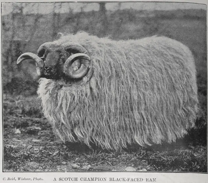 A Scotch champion black-faced ram