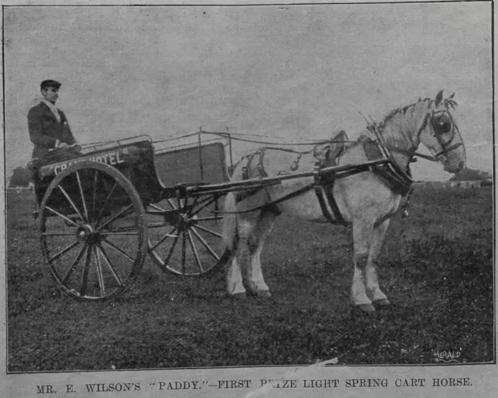Mr E Wilson's 'Paddy'-first prize light spring cart horse