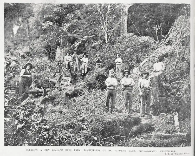 Bushfellers clearing bush on Mr Parson's farm, Rongokokako, Wellington