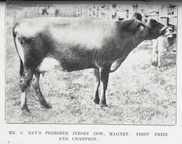 Mr C Day's pedigree jersey cow 'Magnet', first and champion prize winner