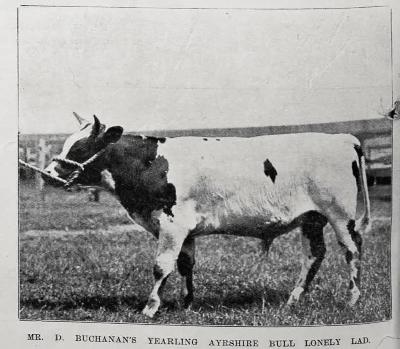 Mr D Buchanan's yearling Ayrshire bull Lonely Lad