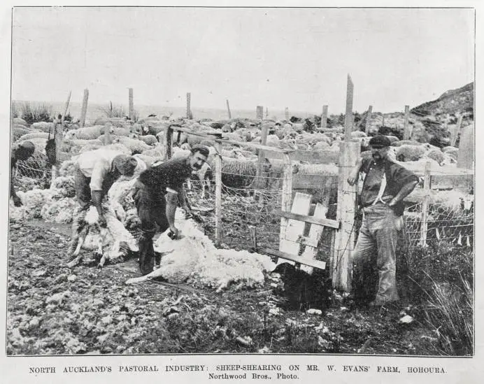 Sheep shearing on Mr W Evans' farm in Houhora, Northland