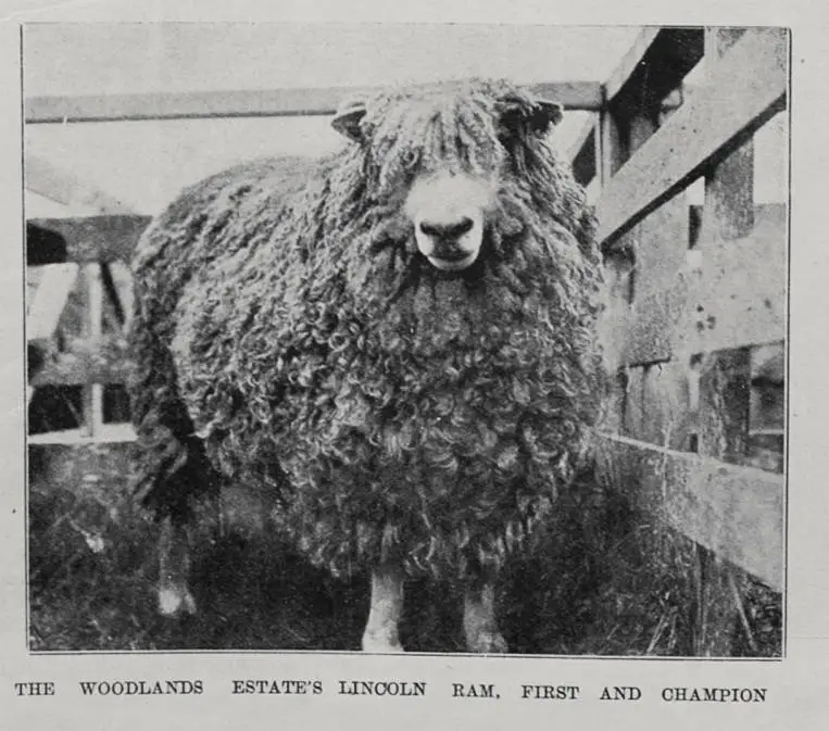 The Woodlands estate's Lincoln ram, first and champion