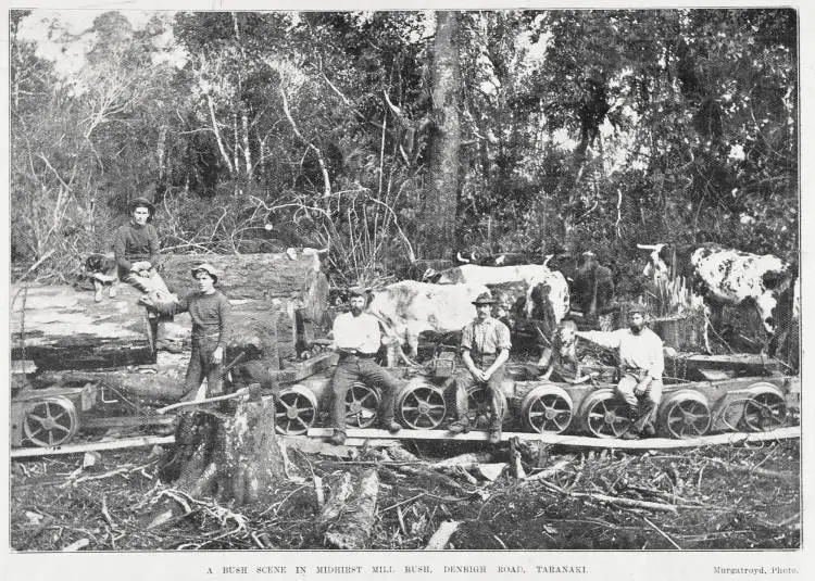 A bush scene in Midhurst Mill bush, Denbigh Road, Taranaki