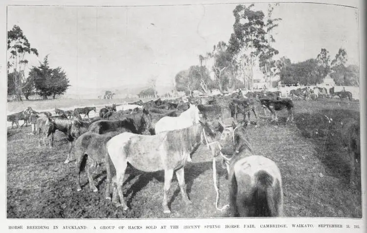 Horses sold at a Spring horse fair at Cambridge, Waikato, 18 September 1902
