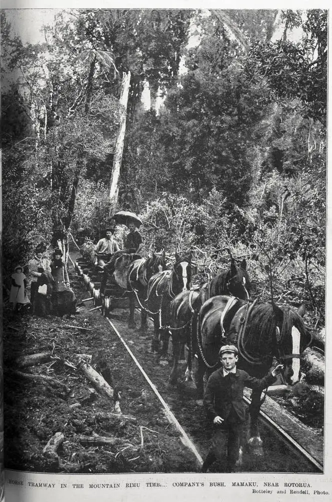 Horse tramway in the Mountain Rimu Timber Company's bush, Mamaku, near Rotorua