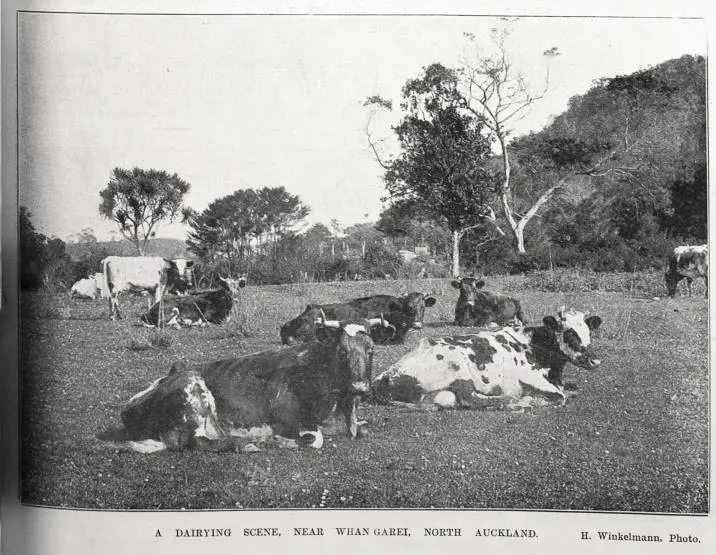 A dairying scene near Whangarei