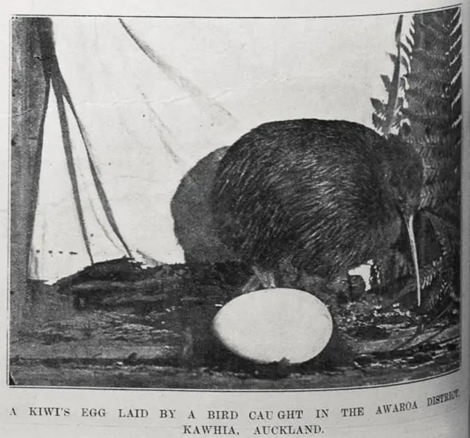 A Kiwi's egg laid by a bird caught in the Awaroa district, Kawhia