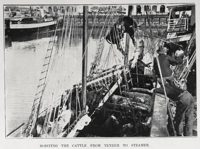 Hoisting of cattle from tender to steamer