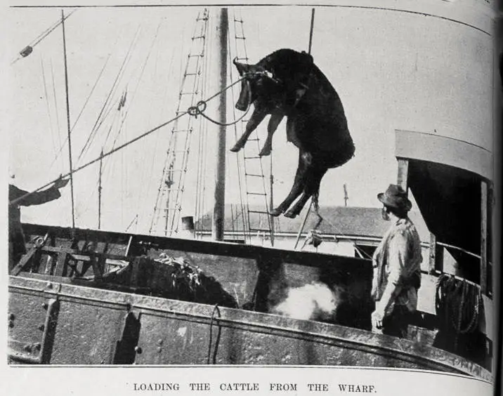 Loading the cattle from the wharf