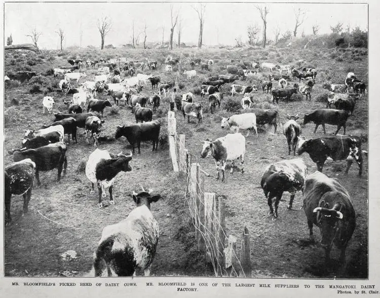 Mr Bloomfield's herd of dairy cows, one of the largest milk suppliers to the Mangatoki dairy factory