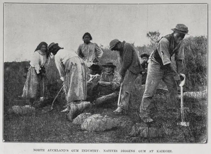 North Auckland's gum industry: natives digging gum at Kaikohe