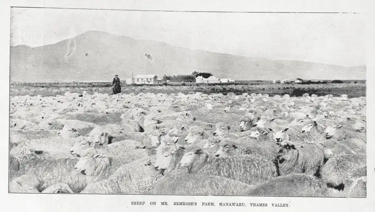 Sheep on Mr Bemrose's farm, Manawaru, Thames Valley