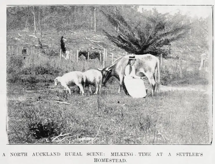 A north Auckland rural scene: Milking time at a settlers homestead