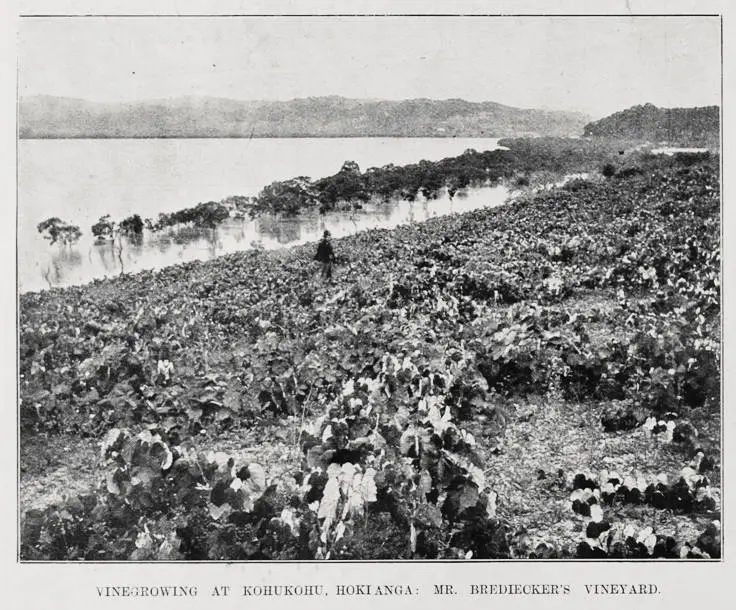 Vinegrowing at Kohukohu, Hokianga, Mr Brediecker's vineyard