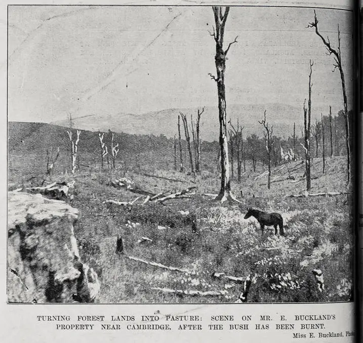 Mr E Buckland's property near Cambridge, Waikato after bush has been burnt for pasture