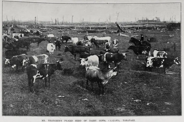 Mr Thatcher's picked herd of dairy cows at Okaiawa, Taranaki