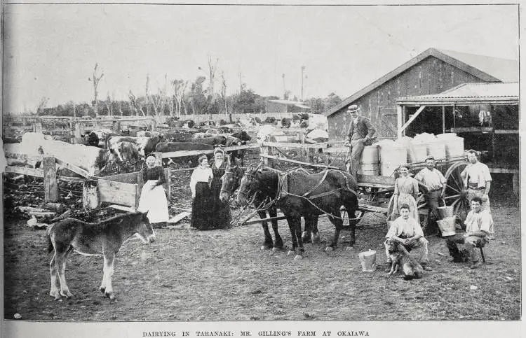 Dairying in Taranaki: Mr Gilling's farm at Okaiawa