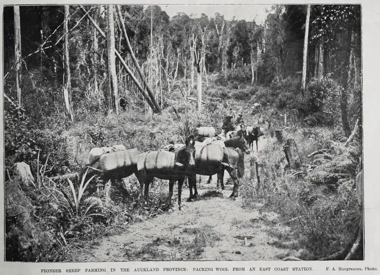 Pioneer sheep farming, packing wool from an east coast station in the Auckland province