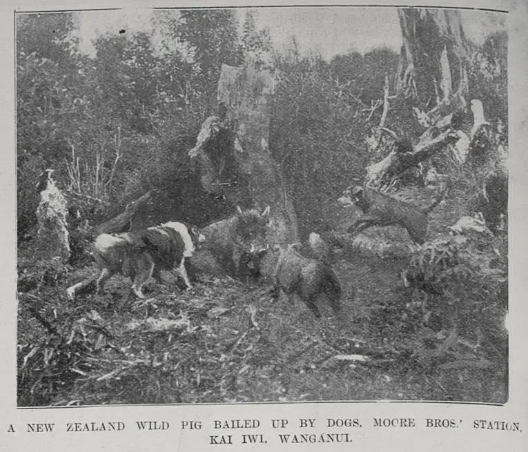 A New Zealand Wild Pig bailed up by dogs. Moore Bros' stations Kai Iwi, Wanganui