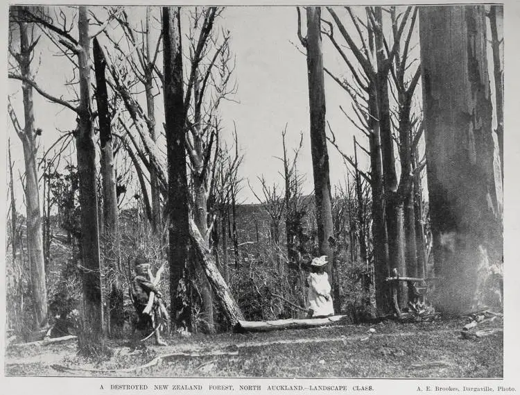 Destroyed forest, North Auckland