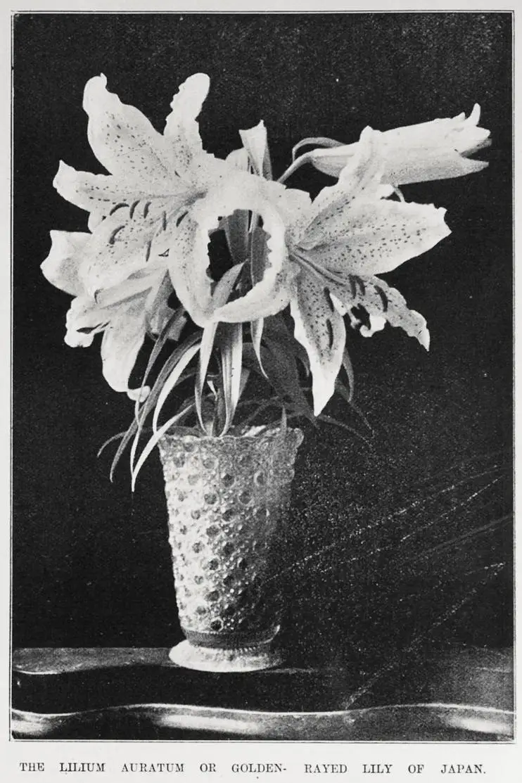 The Lilium Auratum or Golden rayed Lily of Japan