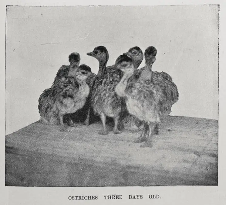 Ostrich farming in Auckland: Messrs. Nathans' flock of birds at Whitford Park