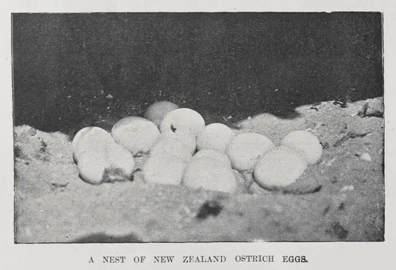 A nest of New Zealand Ostrich Eggs