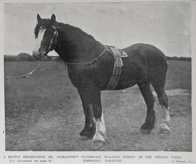 Mr Alexander's Clydesdale stallion Knight of the Thistle
