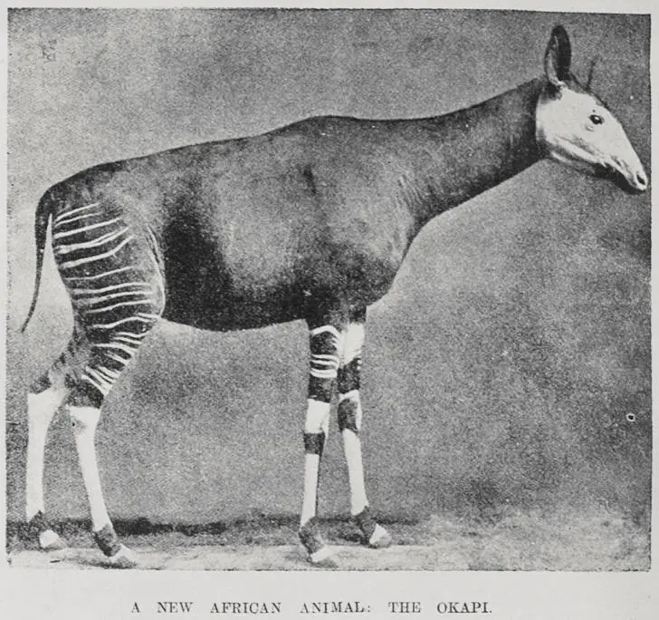 A New African Animal: The Okapi