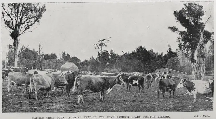 New Zealand Dairy Industry: Farm and Factory Views