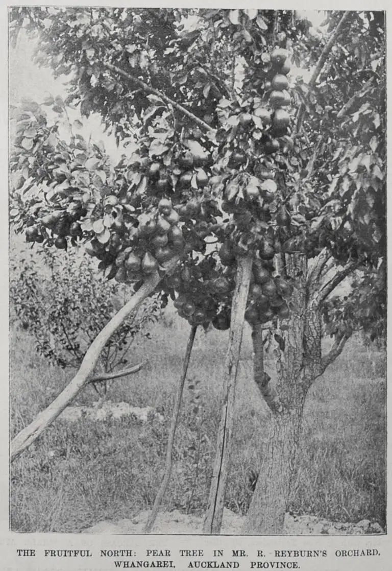 The fruitful North; pear tree in Mr R Reyburn's Orchard, Whangarei, Auckland province