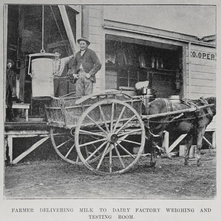 New Zealand Dairy Industry: Farm and Factory Views