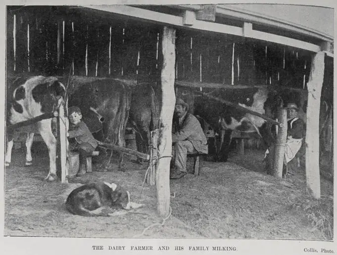 New Zealand Dairy Industry: Farm and Factory Views